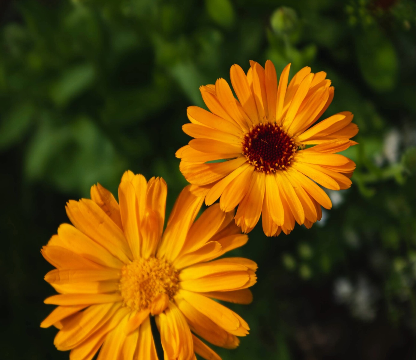 Green Vibes - soci Orablu - immagine 2