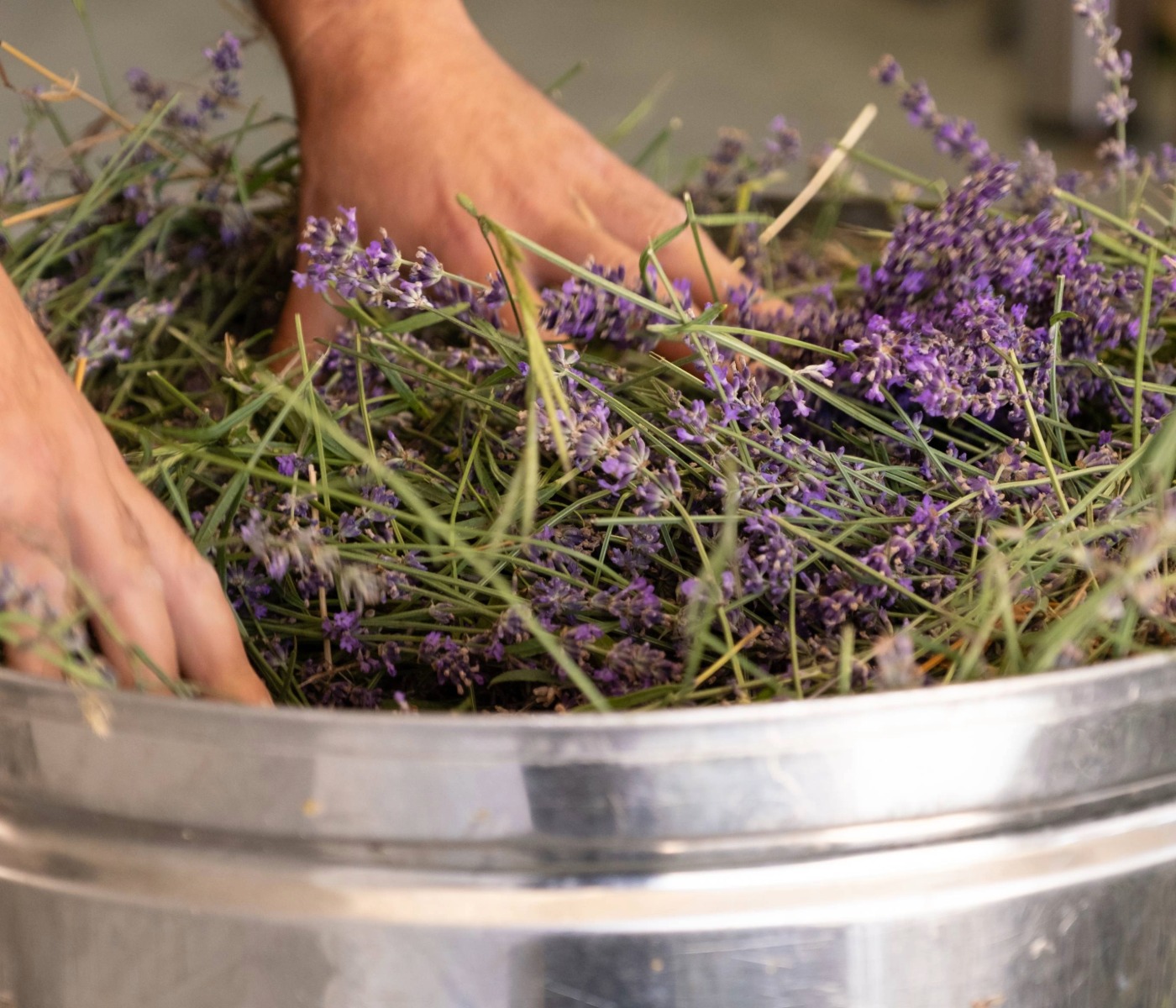 Green Vibes - soci Orablu - immagine 6