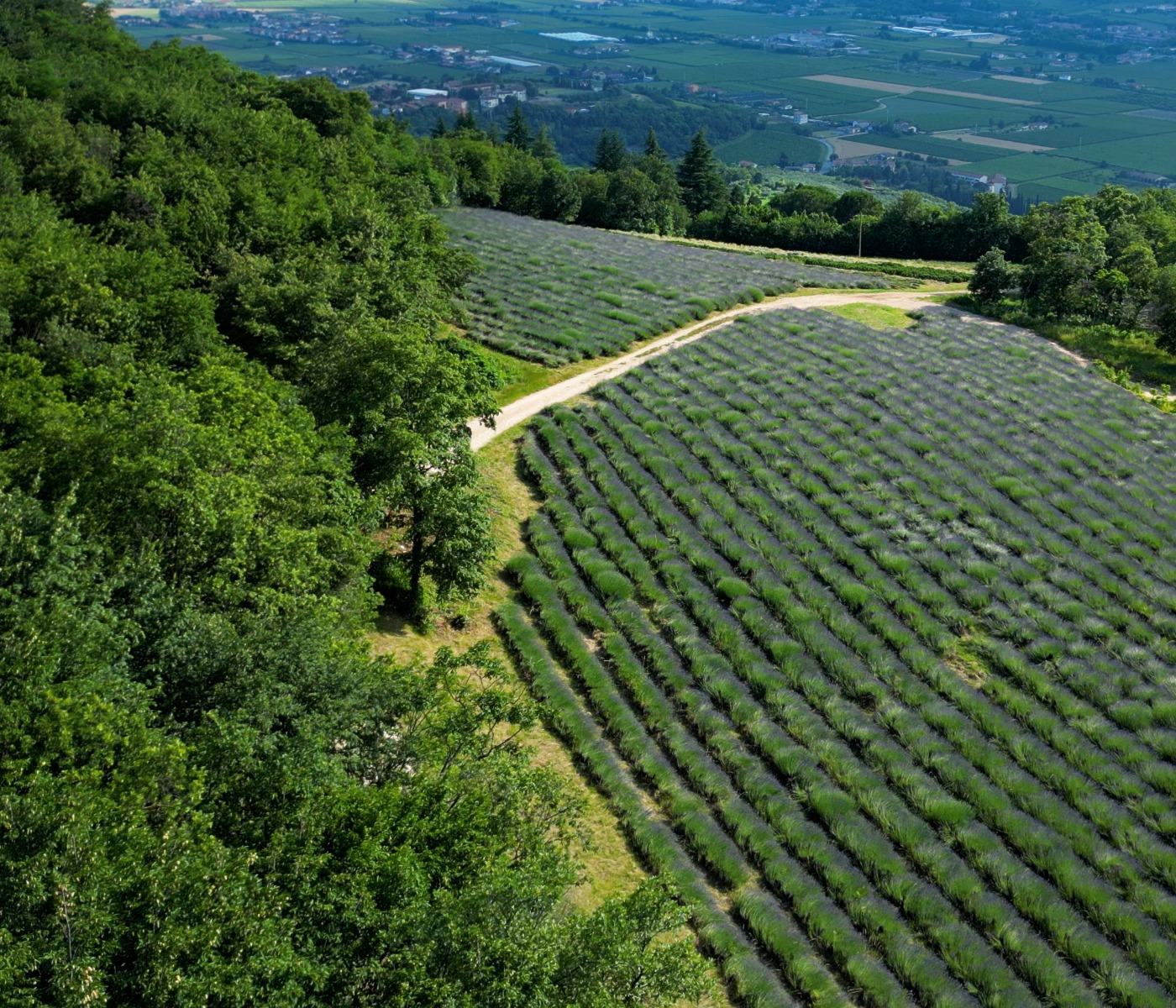 Green Vibes - soci Orablu - immagine 5